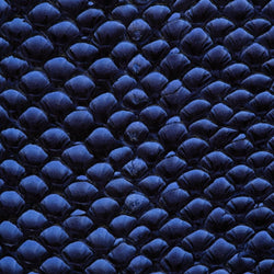 Cuir marin Ictyos vu de près, cuir de poisson saumon Bleu saphyr écaille